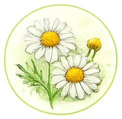 Chamomile